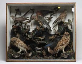 A LARGE CASED TAXIDERMY DISPLAY, early 20th century, comprising twenty four specimens including a