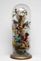 A LARGE TAXIDERMY DISPLAY OF BIRDS, 19th century, containing ten specimens in a naturalistic setting