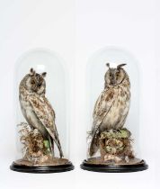 A PAIR OF TAXIDERMY LONG EARED OWLS, early 20th century, both perched under glass domes, 17 1/2"