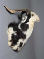 A LARGE TAXIDERMY FERAL GOAT MOUNT, with pibald fur and amber glass eyes, 29" x 30 1/2" (Est. plus