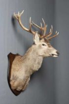 A LARGE TAXIDERMY RED STAG HEAD AND SHOULDER MOUNT, with fifteen points (8+7) and mounted on an