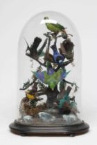 A TAXIDERMY DISPLAY OF BIRDS, 19th century, containing eight specimens in a naturalistic setting