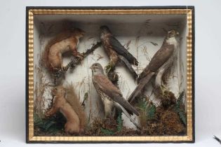 A CASED TAXIDERMY DISPLAY, early 20th century, containing two red squirrels, a Merlin, a Kestrel and