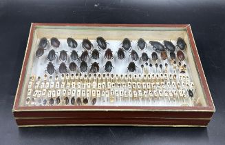 Entomology: a cased display of Hydrophilidae - Water scavenger beetles. 38.5 x 25.5cm.