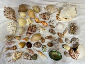 Large quantity of tropical shells from Oman, Northern Indian Ocean and South China sea to include