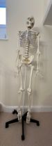 An articulated plastic full skeleton of male form for medical training purposes.