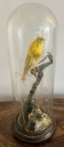 A taxidermy study of a canary under a glass dome. 39cm h.