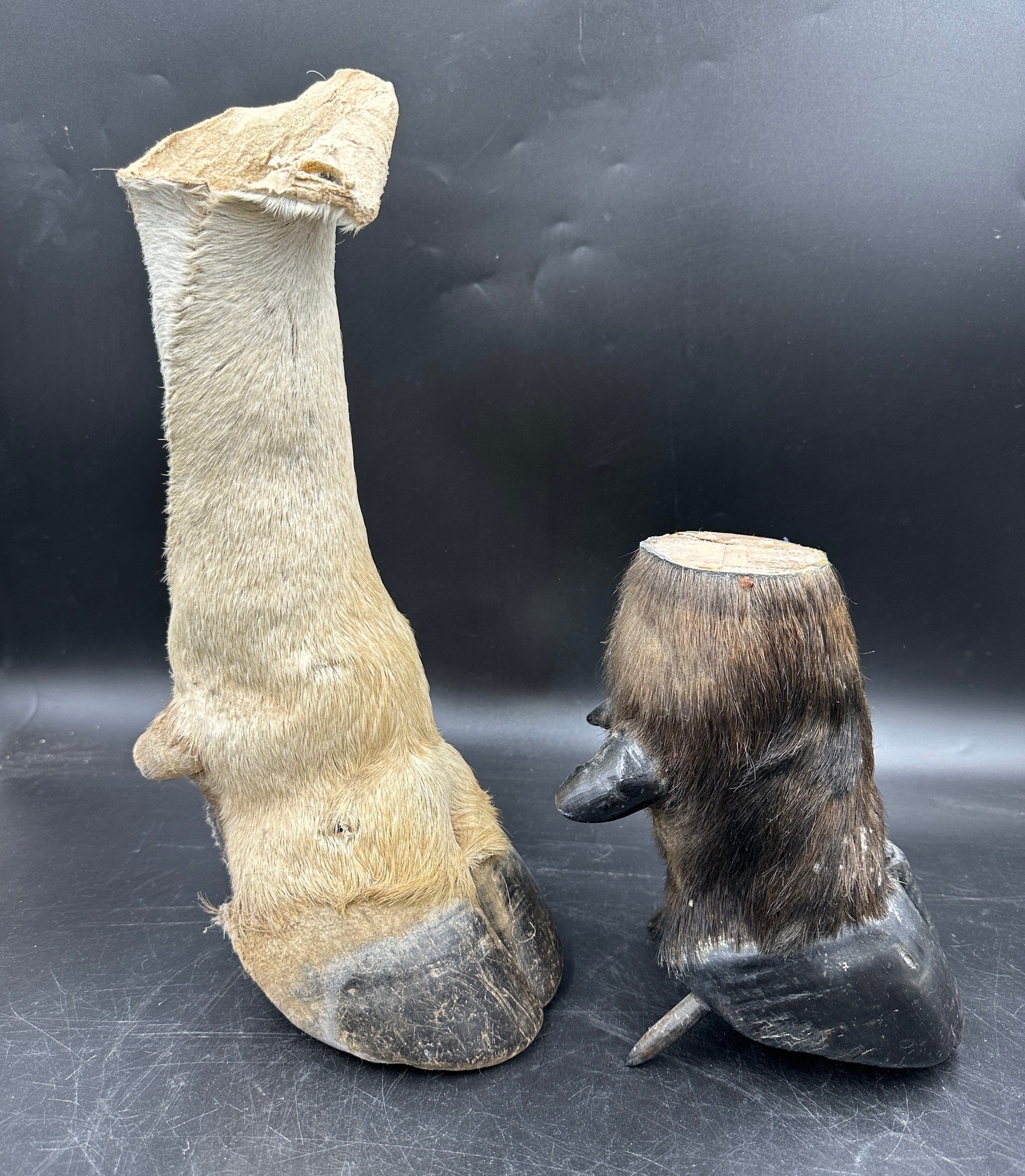 Taxidermy: A buffalo foot 20.5cm and an Eland foot 38cm. - Image 2 of 4