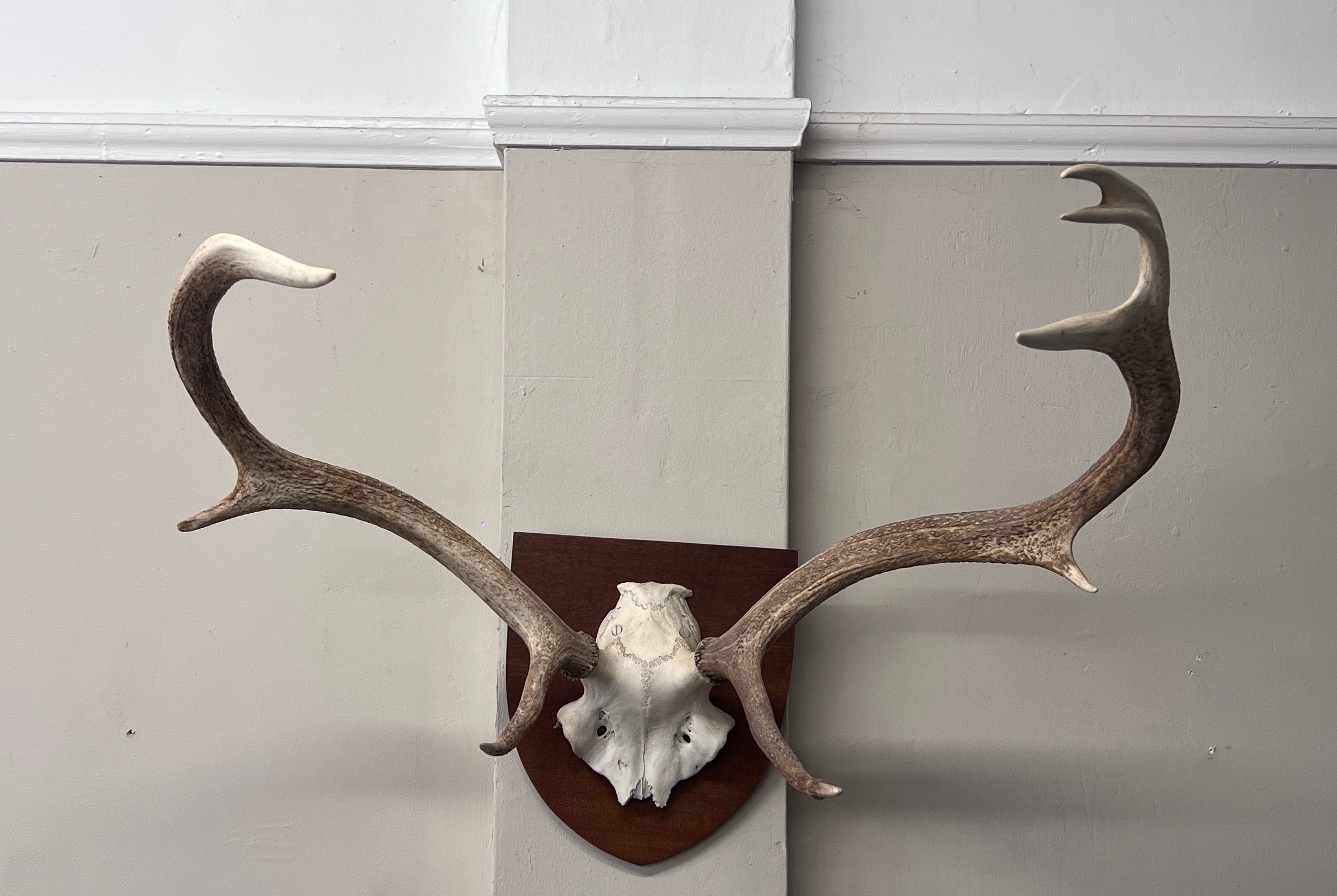 Stags antlers mounted on frame. 67cm w.