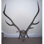 Stags antlers and skull. 73cm w.