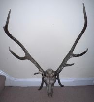 Stags antlers and skull. 73cm w.