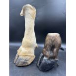 Taxidermy: A buffalo foot 20.5cm and an Eland foot 38cm.