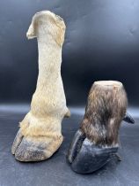 Taxidermy: A buffalo foot 20.5cm and an Eland foot 38cm.