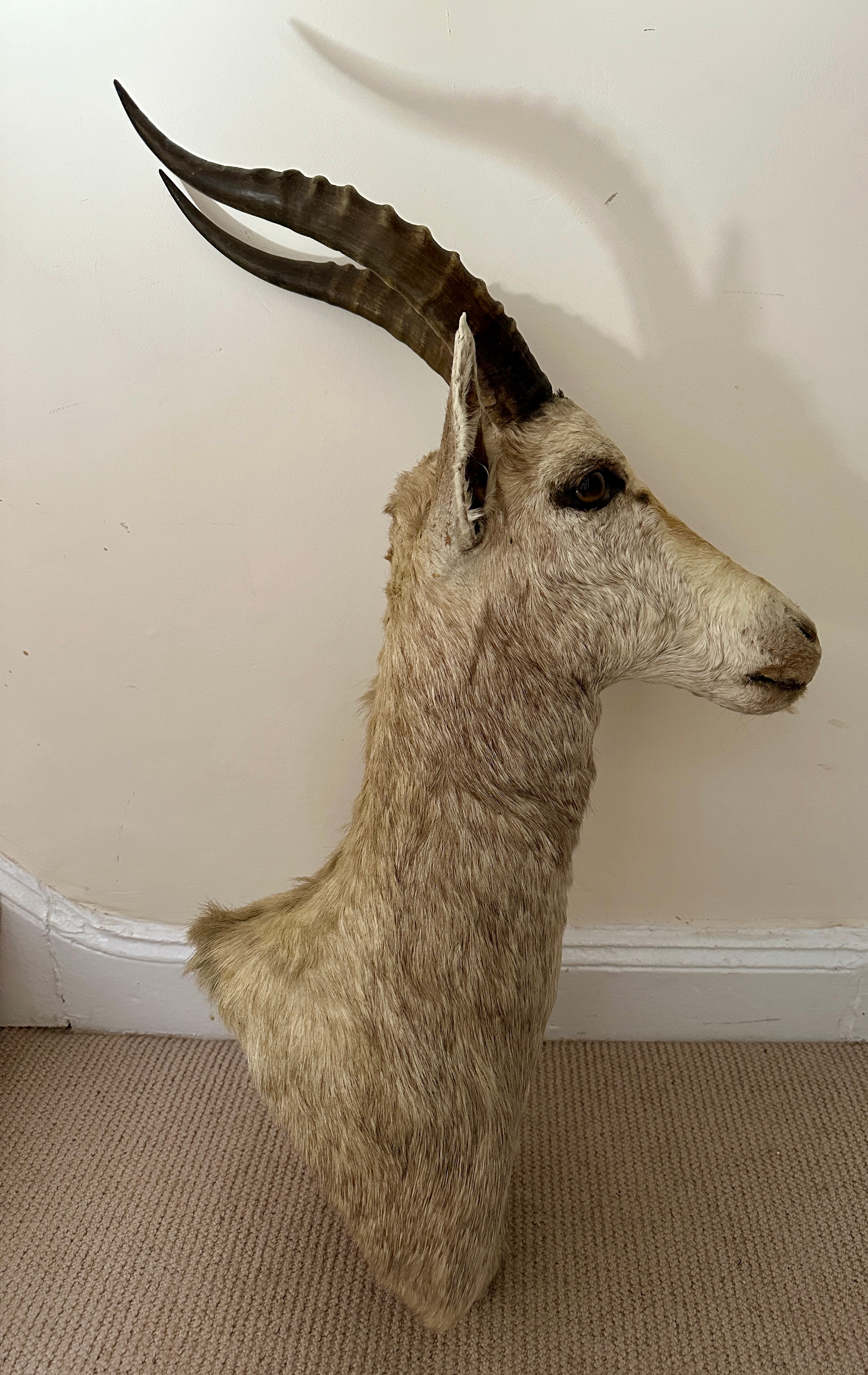 Taxidermy: White Blesbok (Damaliscus pygargus phillipsi), light coloured shoulder mount, approx. - Bild 2 aus 6