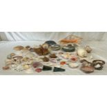 A collection of various world shells to include abalone shells, Melo Melon shell, Conch, Pacific