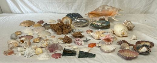 A collection of various world shells to include abalone shells, Melo Melon shell, Conch, Pacific