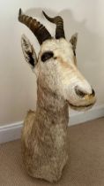 Taxidermy: White Blesbok (Damaliscus pygargus phillipsi), light coloured shoulder mount, approx.