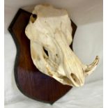 Taxidermy: A skull of a Warthog mounted on a wooden shield, (Phacochoerus africanus). Shield 38 x