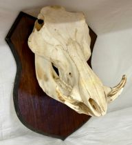 Taxidermy: A skull of a Warthog mounted on a wooden shield, (Phacochoerus africanus). Shield 38 x