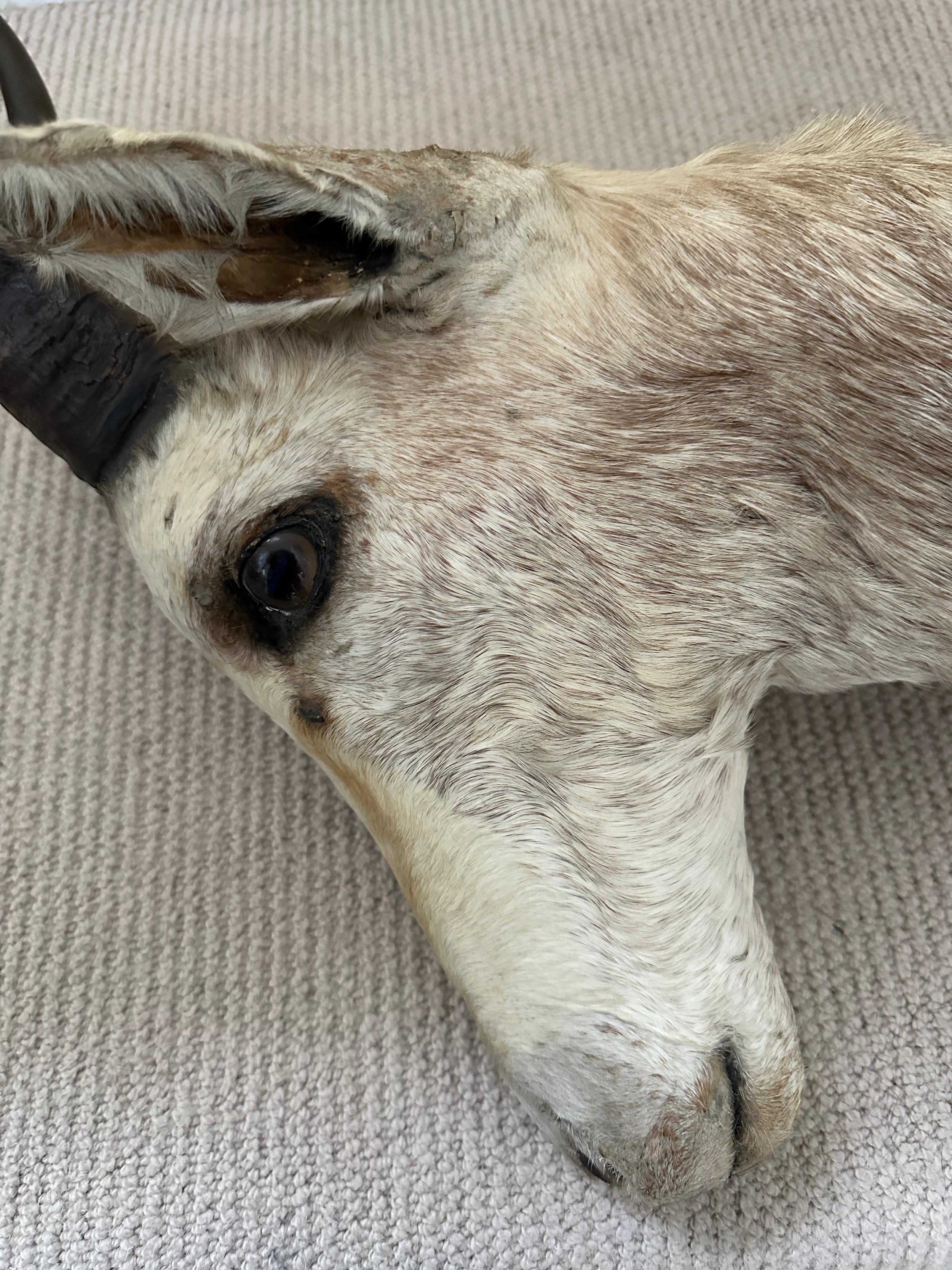 Taxidermy: White Blesbok (Damaliscus pygargus phillipsi), light coloured shoulder mount, approx. - Bild 5 aus 6