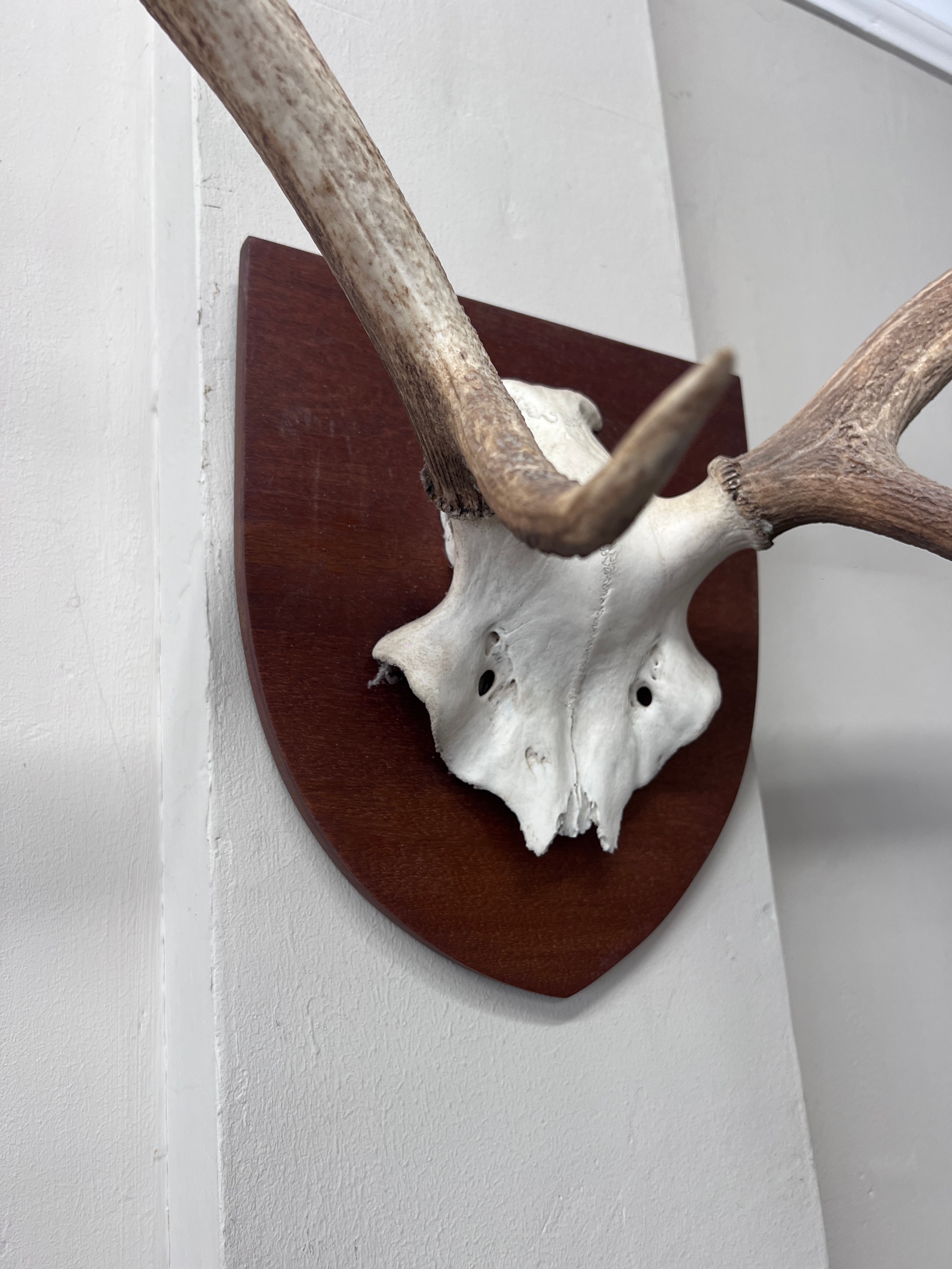 Stags antlers mounted on frame. 67cm w. - Bild 3 aus 3