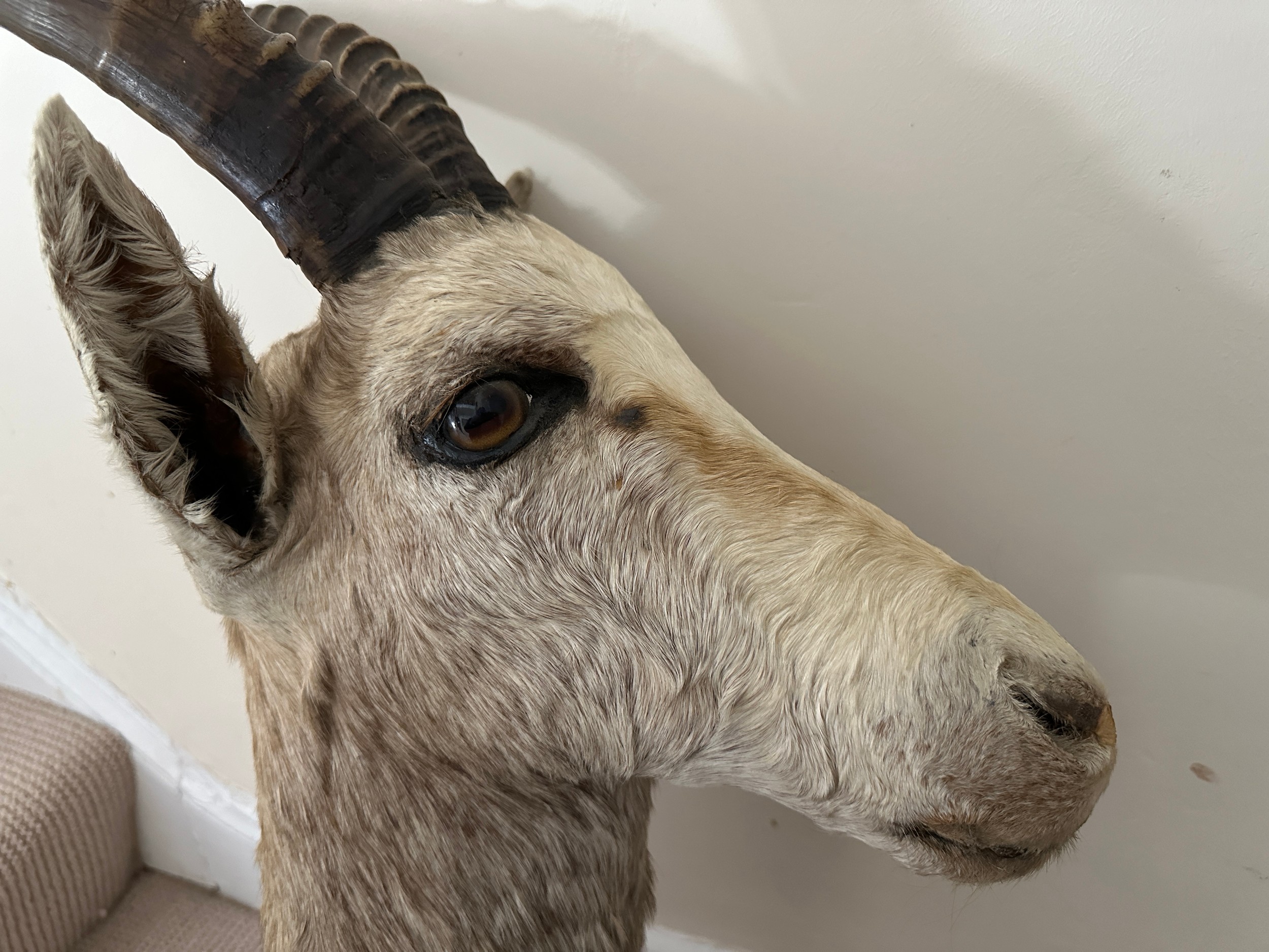 Taxidermy: White Blesbok (Damaliscus pygargus phillipsi), light coloured shoulder mount, approx. - Bild 4 aus 6