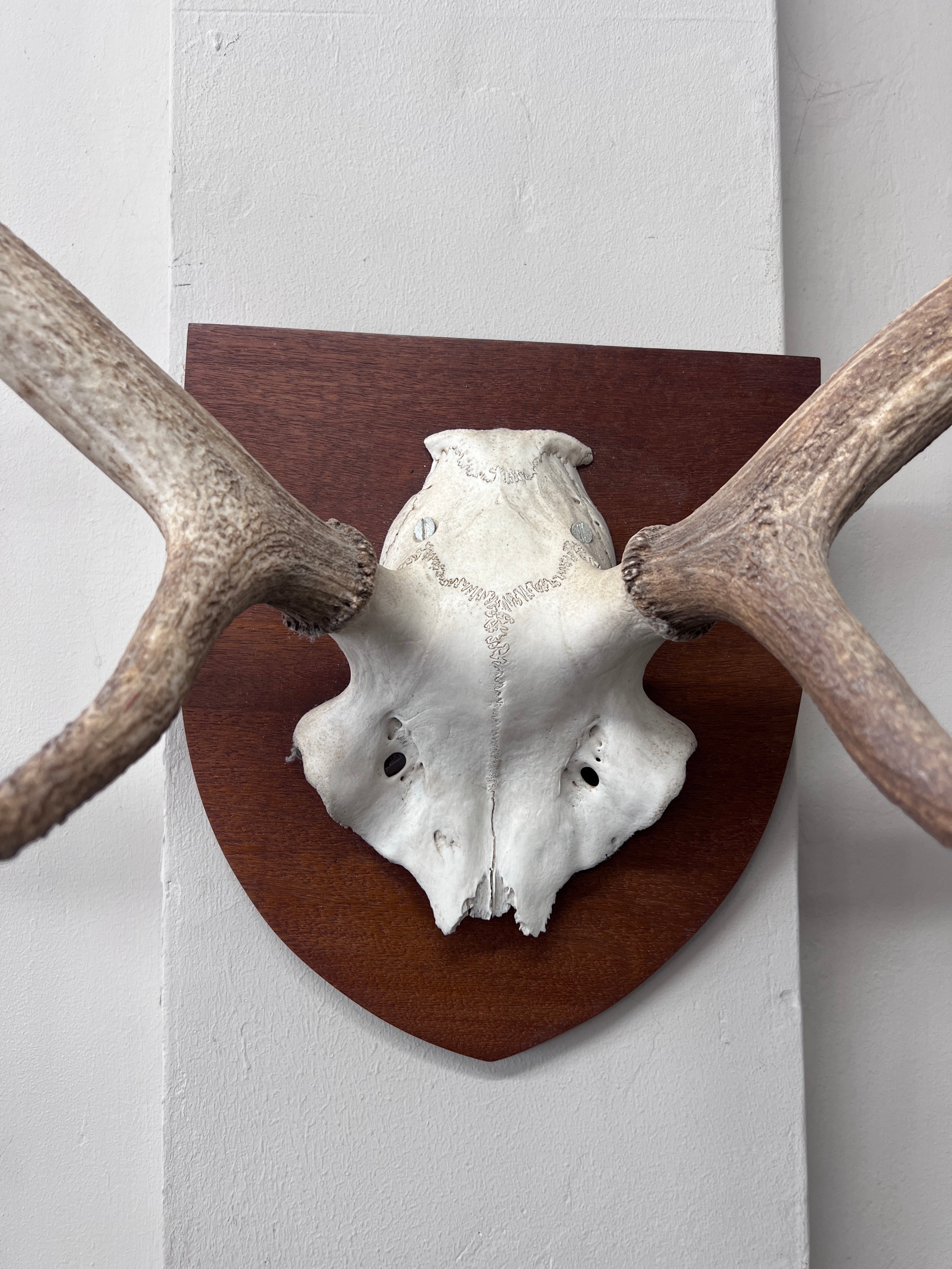 Stags antlers mounted on frame. 67cm w. - Bild 2 aus 3