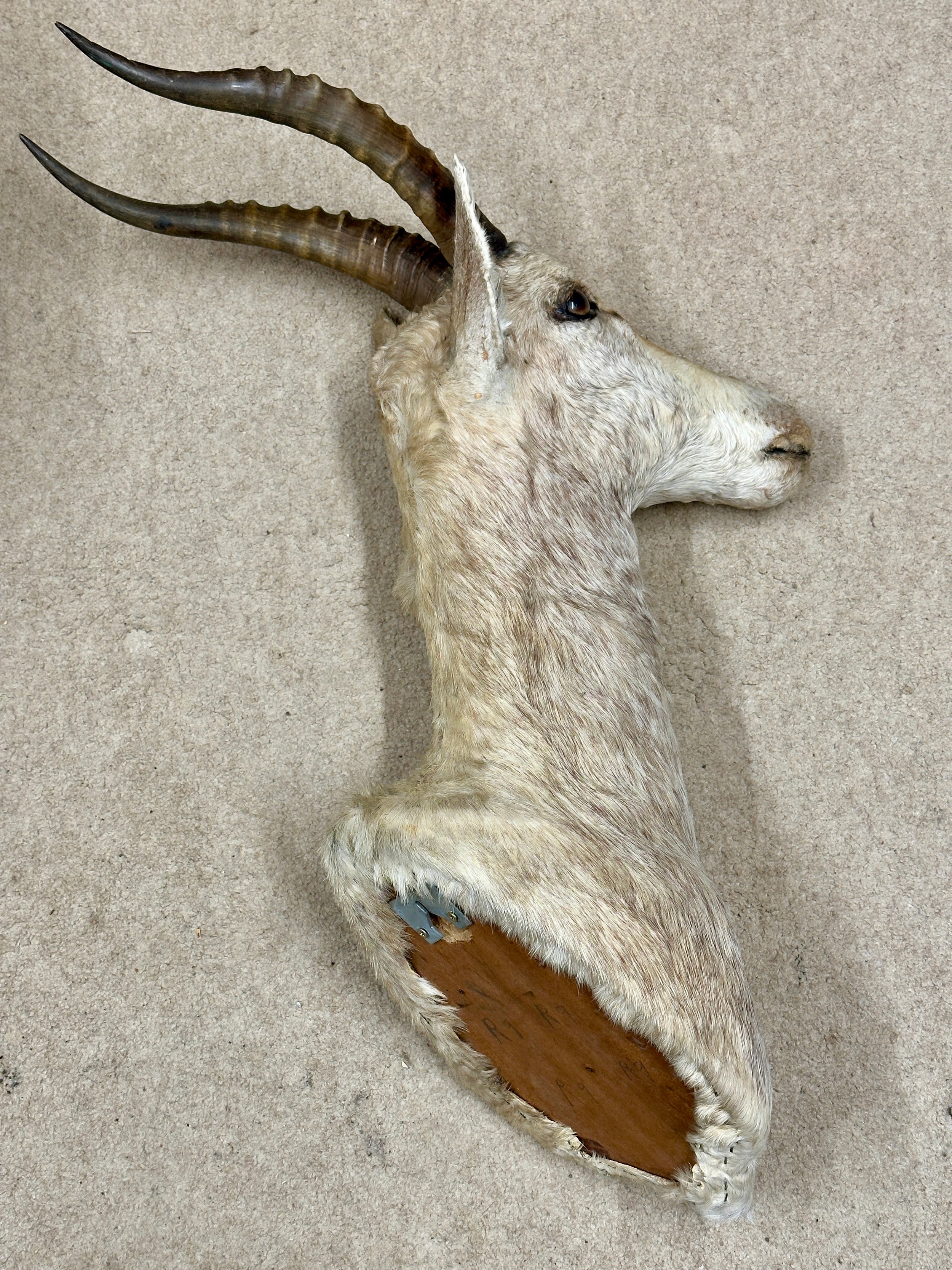 Taxidermy: White Blesbok (Damaliscus pygargus phillipsi), light coloured shoulder mount, approx. - Image 3 of 6