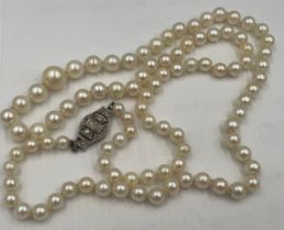 A single string of cultured pearls. Approximately 60cm l. Good quality white metal clasp set with