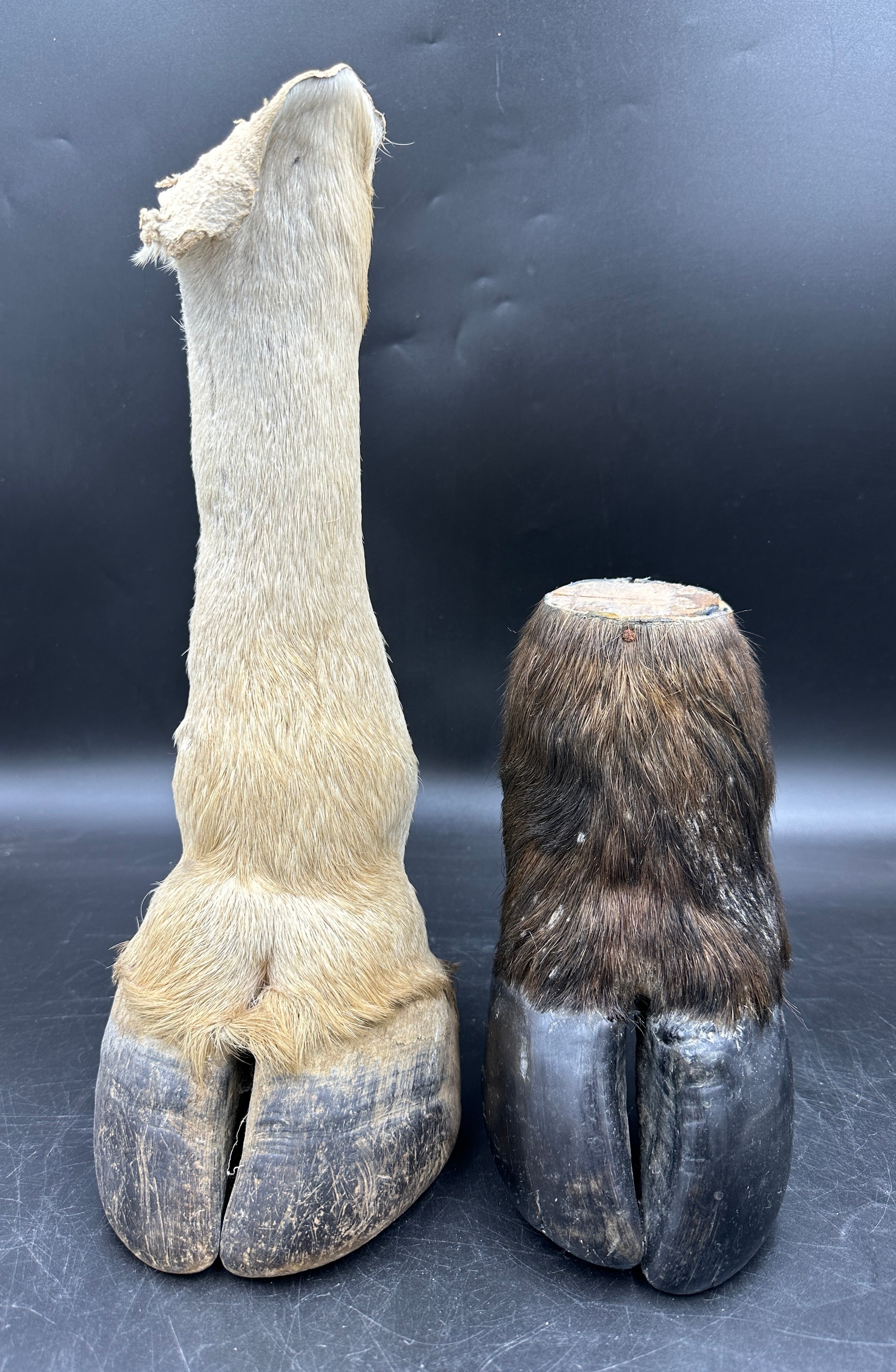 Taxidermy: A buffalo foot 20.5cm and an Eland foot 38cm. - Image 4 of 4