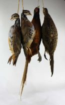 A taxidermy brace of red legged partridges and a brace of pheasants (4) (a/f)