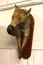 A taxidermy fox front-section holding a game bird, mounted on wooden plaque approx 56cm high (a/f)