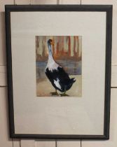 Y Madge Bright, Muscovy Duck, gouache, signed, 27cm by 20cm, with receipt from Century Galleries Ltd