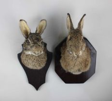 Two taxidermy rabbit heads on wooden mounts largest 26cm high