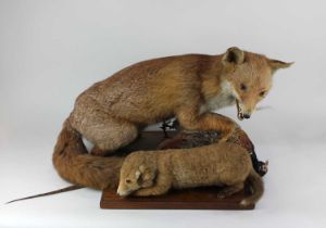 A taxidermy fox and a pheasant on rectangular wooden base 47cm high and a taxidermy fox cub