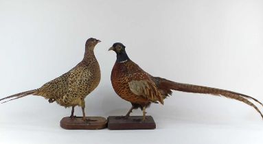 A pair of taxidermy male and female pheasants, each mounted on a wooden base 41cm high including