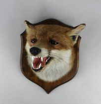 A taxidermy fox head mounted on an oak shield shaped plaque, verso labels for Natural Craft