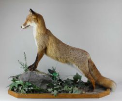 A taxidermy fox on naturalist ivy bordered base 73cm high including base