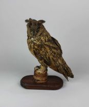 LOT WITHDRAWN A taxidermy long eared owl on stump mounted on wooden base 34cm high including base