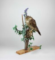 A taxidermy sparrow hawk and prey mounted on naturalistic base 50cm high including base