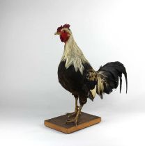 A taxidermy cockerel on rectangular wooden base 45cm high