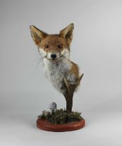 A taxidermy fox head and a deer antler arranged on a naturalistic base 48cm high