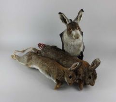 A taxidermy rabbit head on wooden shield shaped mount and two taxidermy hanging rabbits