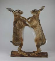 A pair of taxidermy boxing hares mounted on part-wooden log 72.5cm high