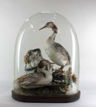 Two taxidermy Great Crested Grebe’s in naturalistic habitat above and below the waterline, displayed