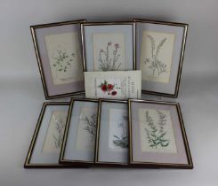 Lucy Burton (late 19th/early 20th century), a set of seven botanical studies of wild flowers, framed
