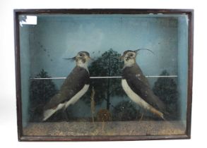 A pair of taxidermy Lapwings in a glazed wooden case decorated with naturalistic habitat, case