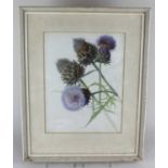 Emilio Camillo Leopoldo Tafani, artichoke thistle, watercolour, signed, 32cm by 24cm