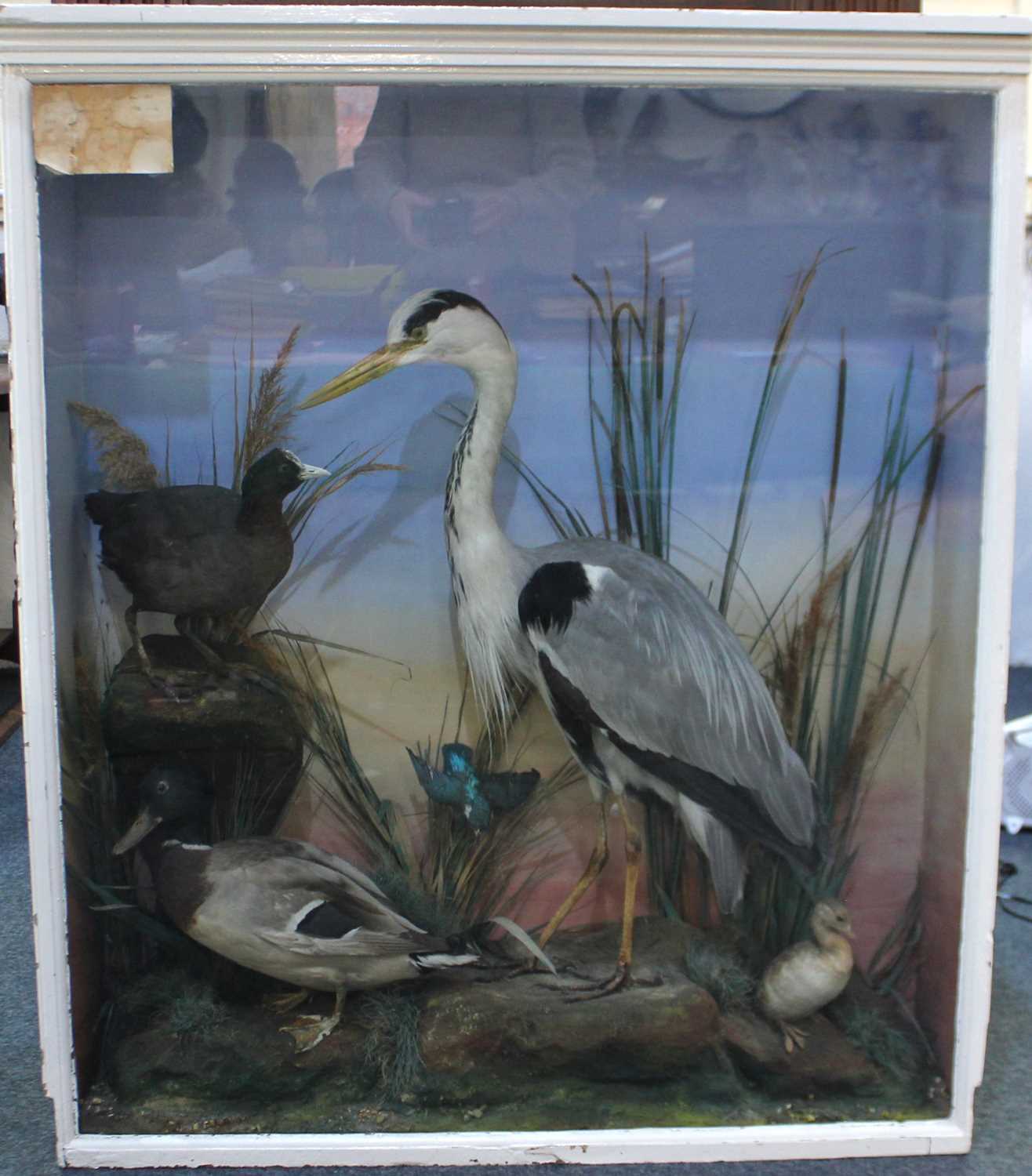 A taxidermy collection of a Grey Heron, Dab Chick, Mallard and Kingfisher displayed in a large