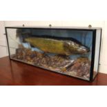 A taxidermy Pike in glazed ebonised display case decorated with naturalistic habitat, case 108cm